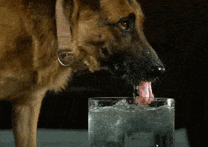 300_212gif 动态图 动图