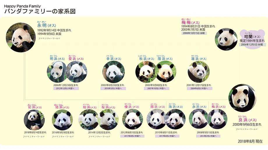 大熊猫族谱图片