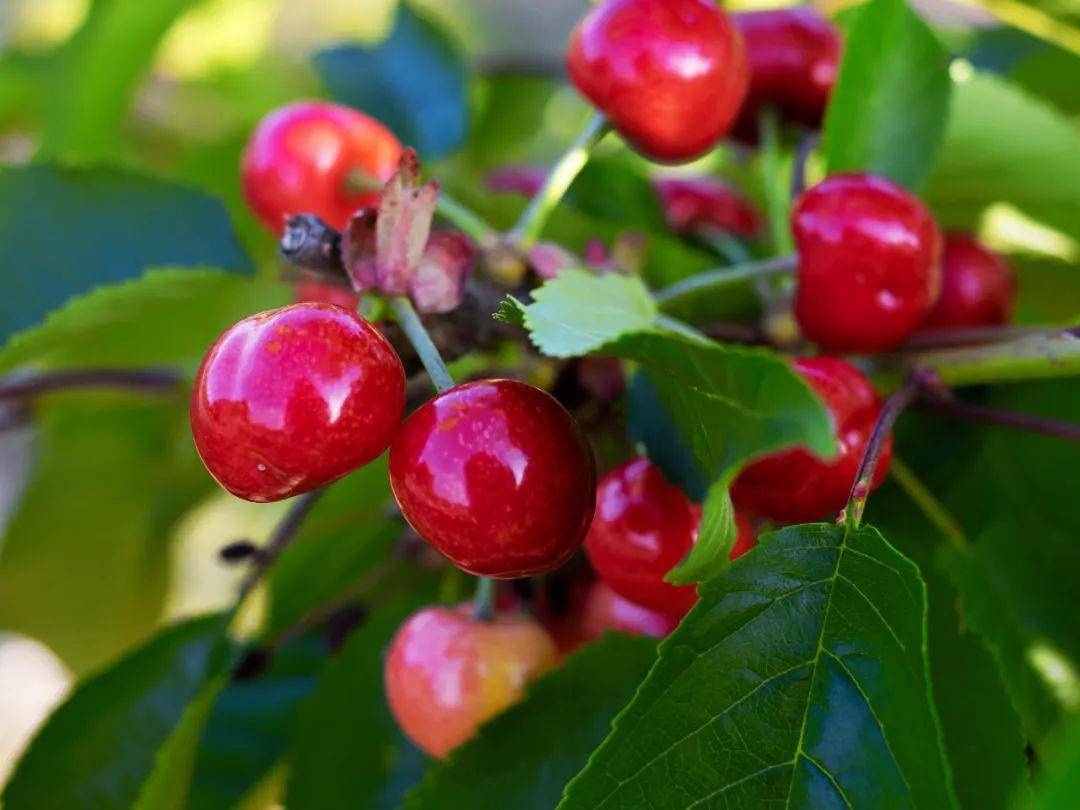 长阳农场绿色生态园樱桃季开启