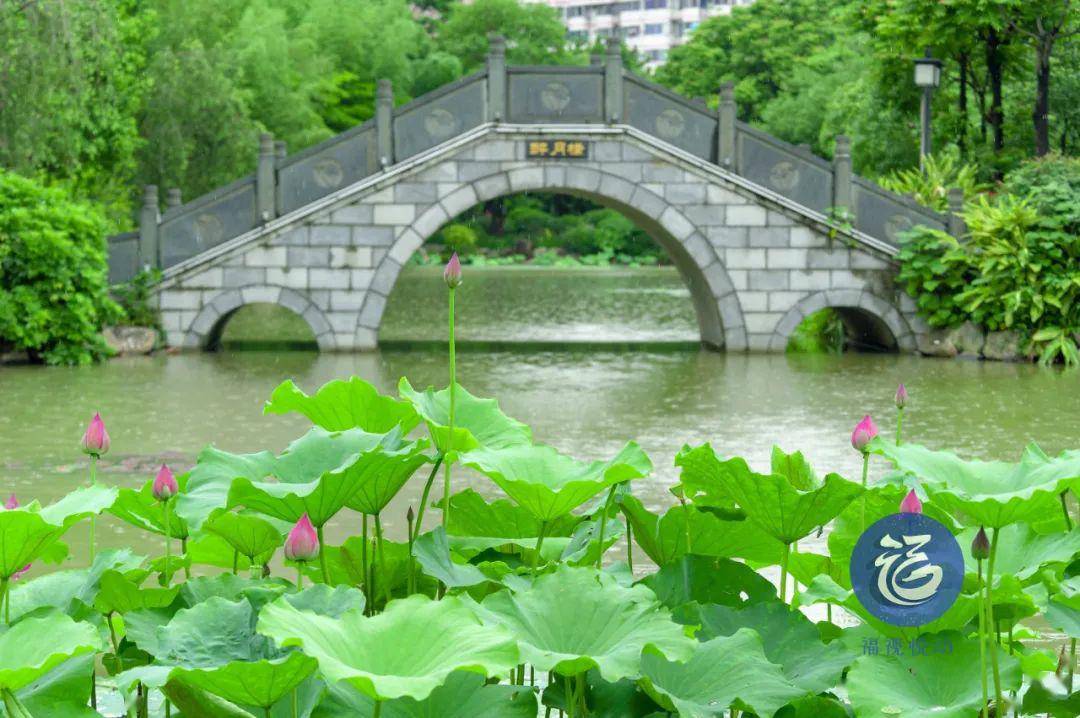 惊艳福州这个地方荷花已经开了
