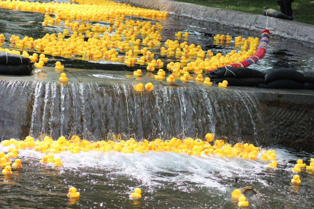 人声鼎沸 鸭却无声的"小黄鸭水上跑西马"活动圆满完赛!