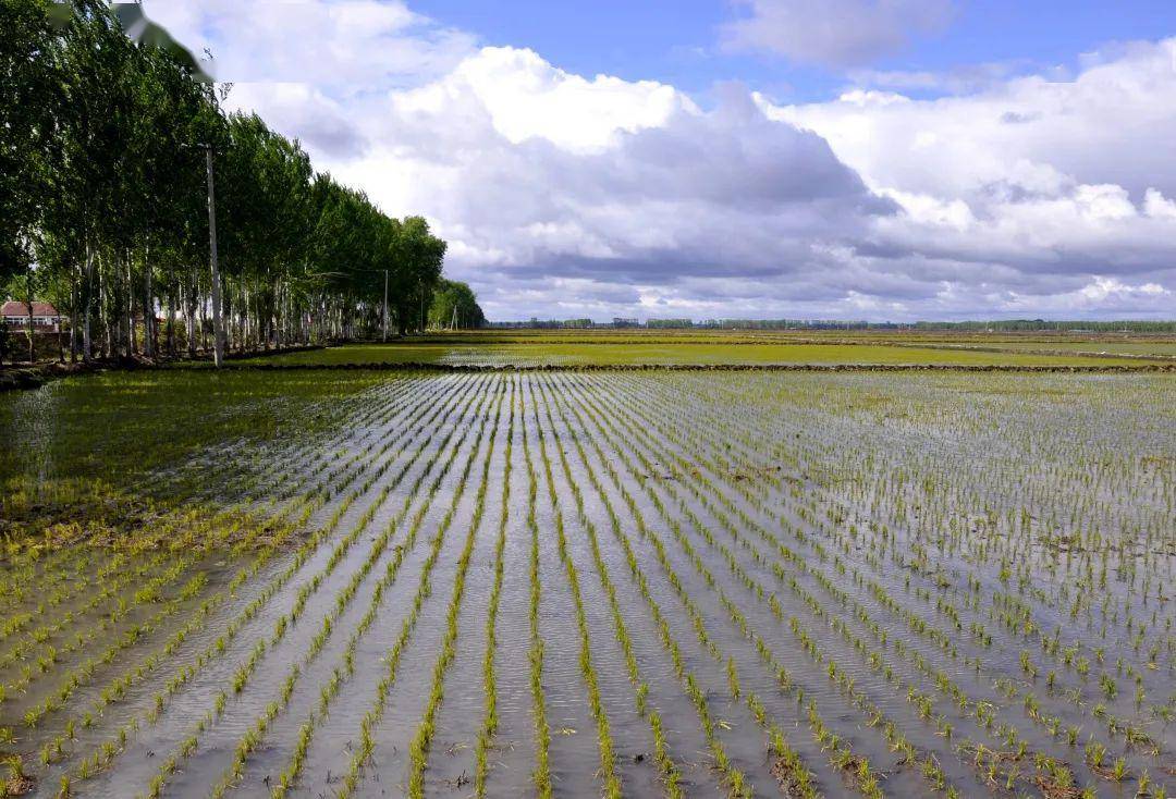 查哈阳农场有限公司农场召开水田插秧验收评比及农业重点工作推进会