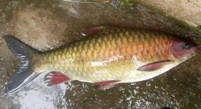 此鱼肉嫩味美,胶质多得一口下去,差点黏住了嘴巴_清波