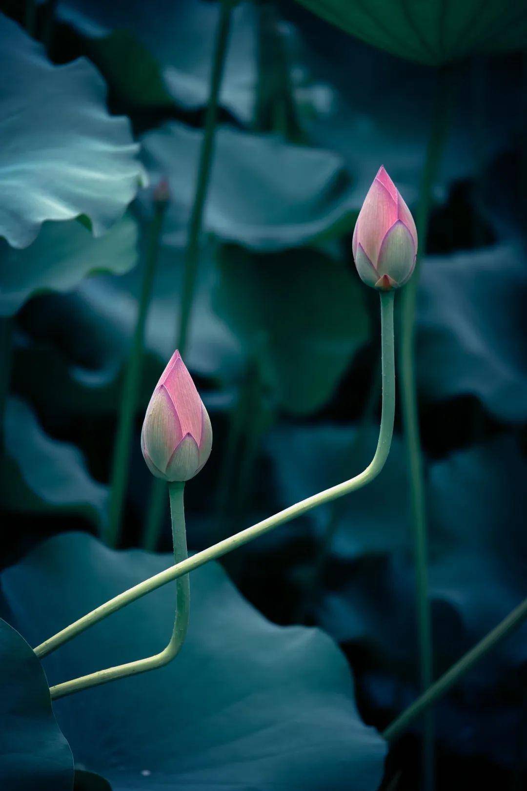 禅城年年爆红的绝美"仙境"再现!_荷花