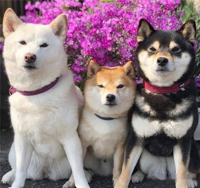 三隻柴犬加一隻奶喵這每天的日常是嚮往的生活了