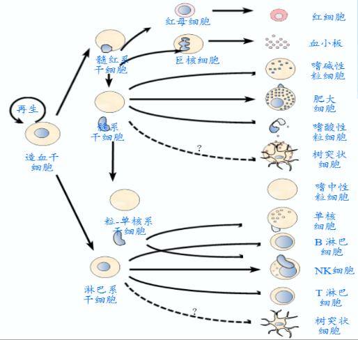 免疫細胞是由骨髓中的造血幹細胞分化發育而來,造血幹細胞分化為髓紅