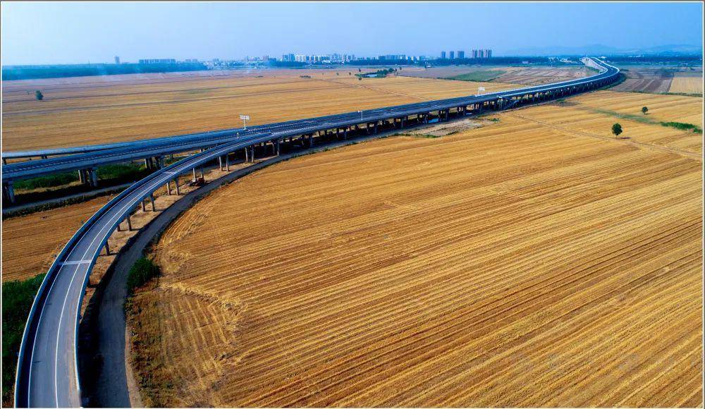 团风美景罗霍洲上麦穗饱风掀如浪万顷黄