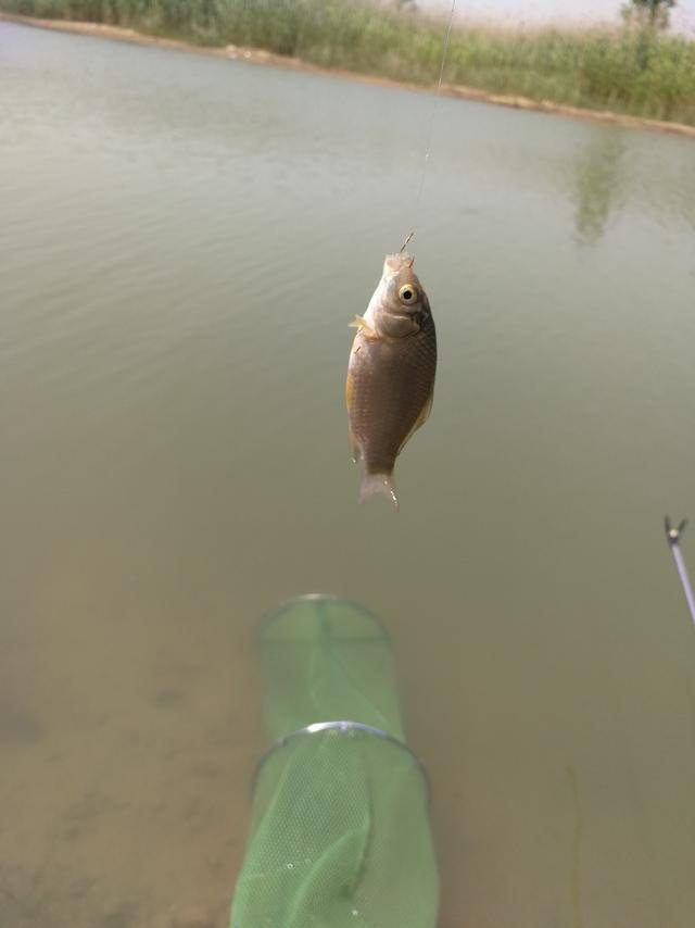 湖水下退鱼也退留下一斤小鱼仔略显尴尬