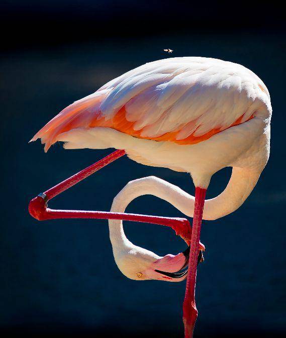 大自然近距离欣赏美不可言的67动物世界67