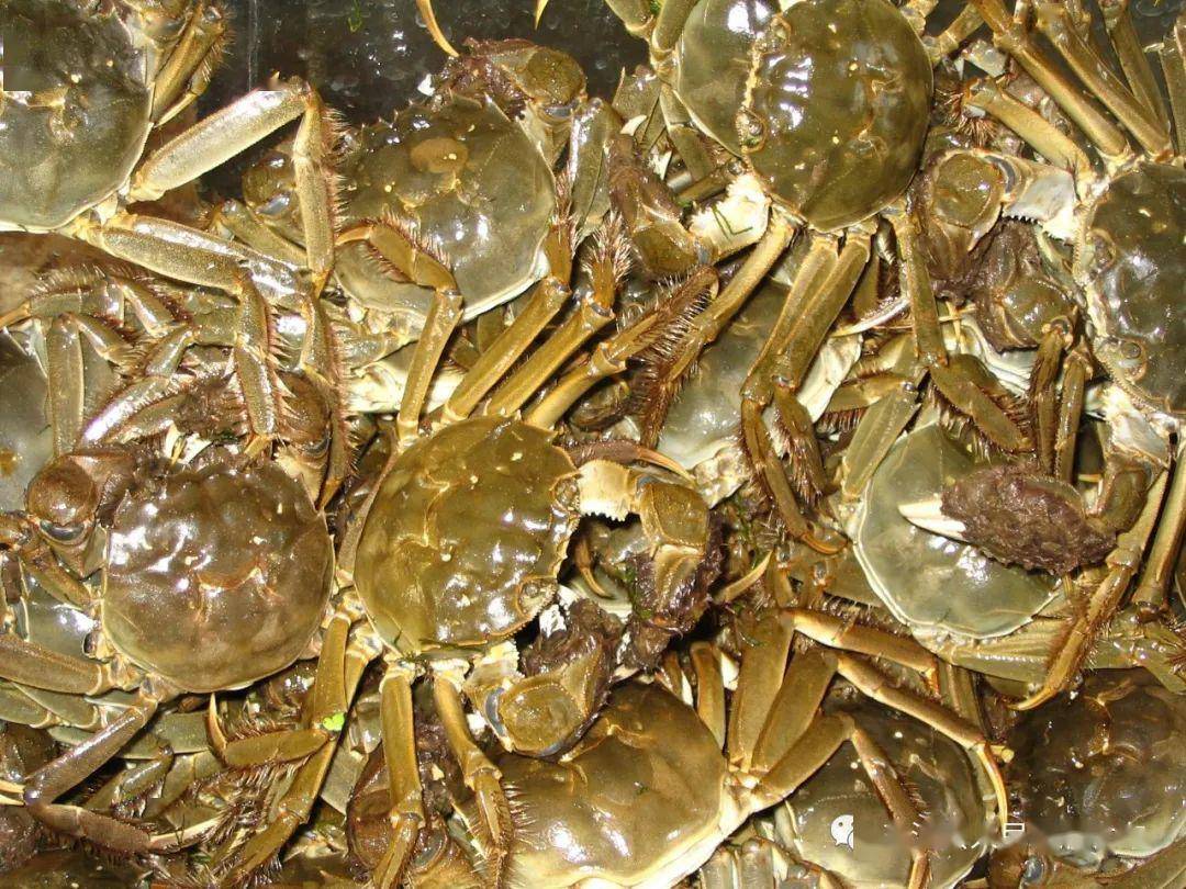 五河螃蟹获国家农产品地理标志产品认证_手机搜狐网