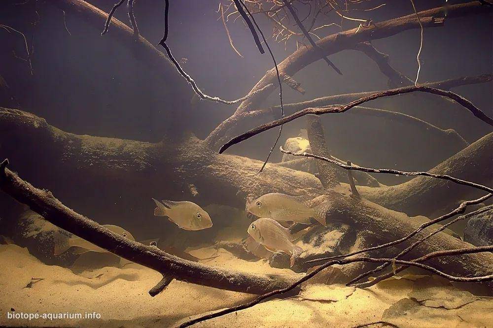 食土鲷 | 品种图鉴 | 栖息地 | 原生态造景