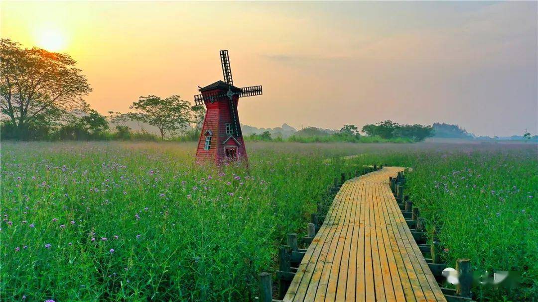 会仙湿地花海美丽引宾朋错峰出行更悠闲