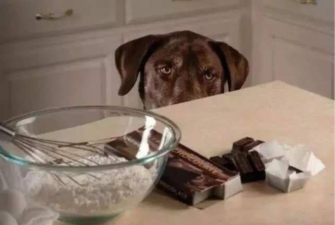 为什么狗狗不能吃巧克力