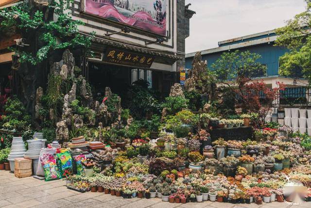 昆明景星街花鸟市场图片