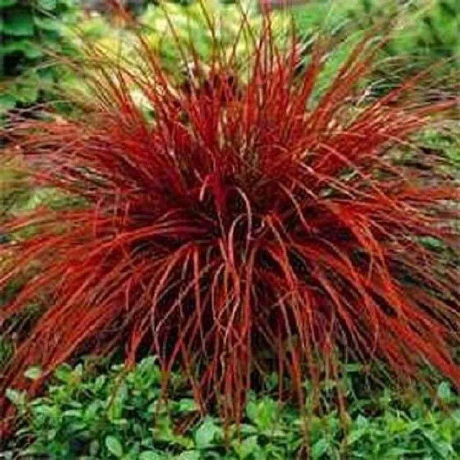 细说那些被名字耽误的观赏草!