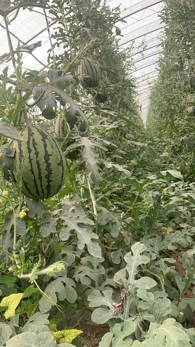 大兴庞各庄西瓜熟了!一起去采摘吧!