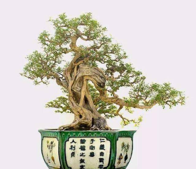 九里香枝条扦插做好这几点简单实用生根快