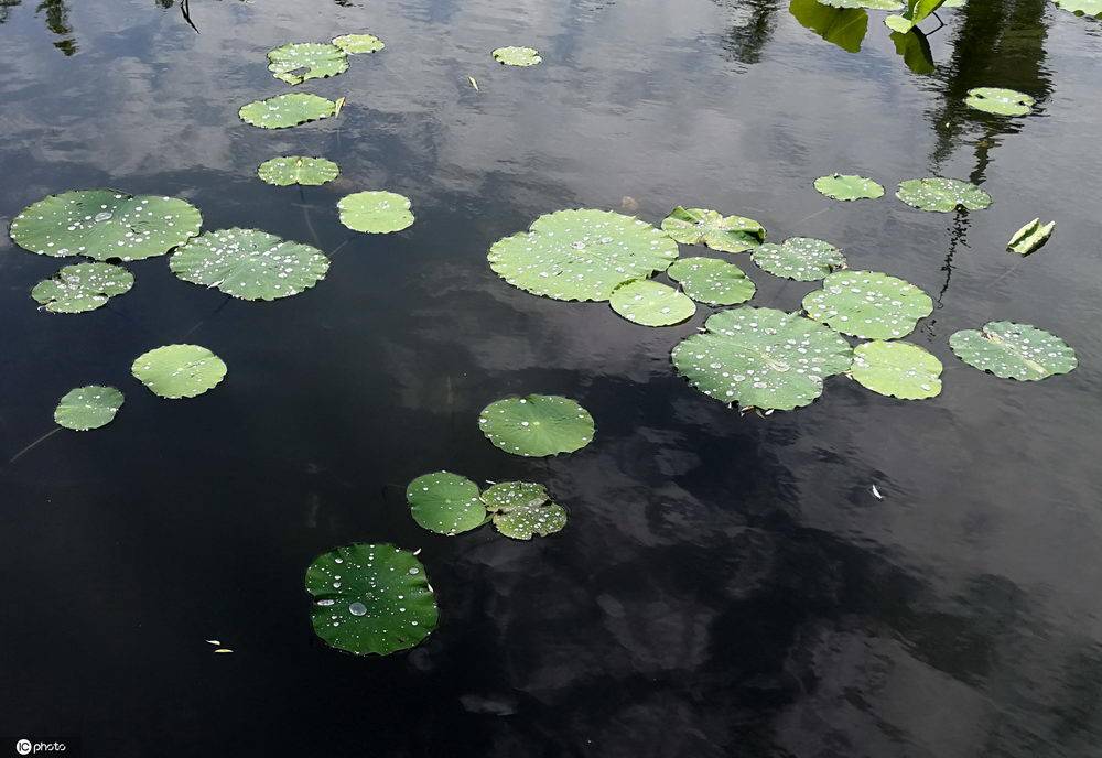 北京雨後夏荷別樣美大珠小珠落