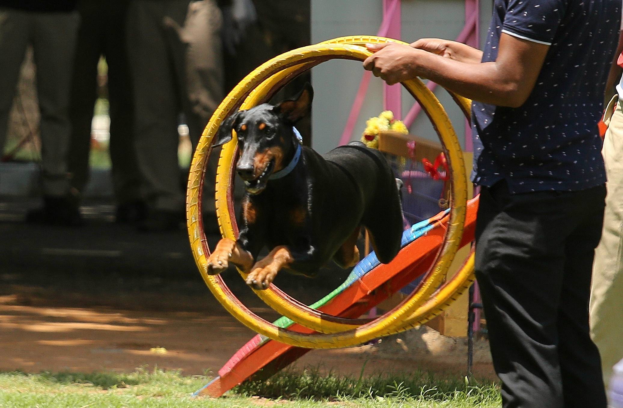 训练警犬