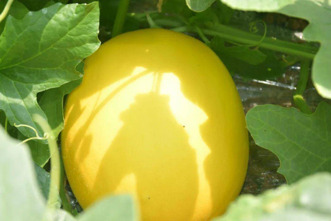 三  2 8424 金童黄心 该品种的西瓜每个平均只有 3到5斤,表皮为金色