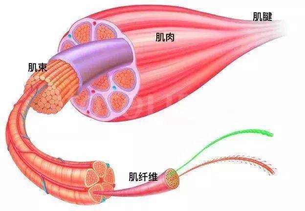 拉伸就是拉韧带再拉就断了37张拉伸动图超赞拉抻细节全套