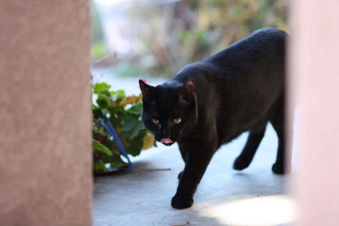 它是传说中的"黑猫警长",穿梭在家中的暗夜精灵——孟买猫