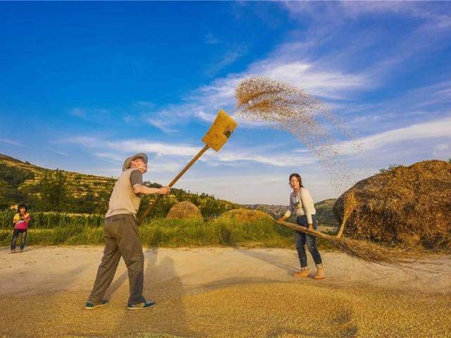 打场结束后,用木叉将秸秆挑出后,剩下的是粮食与粮糠,便可以开始扬场