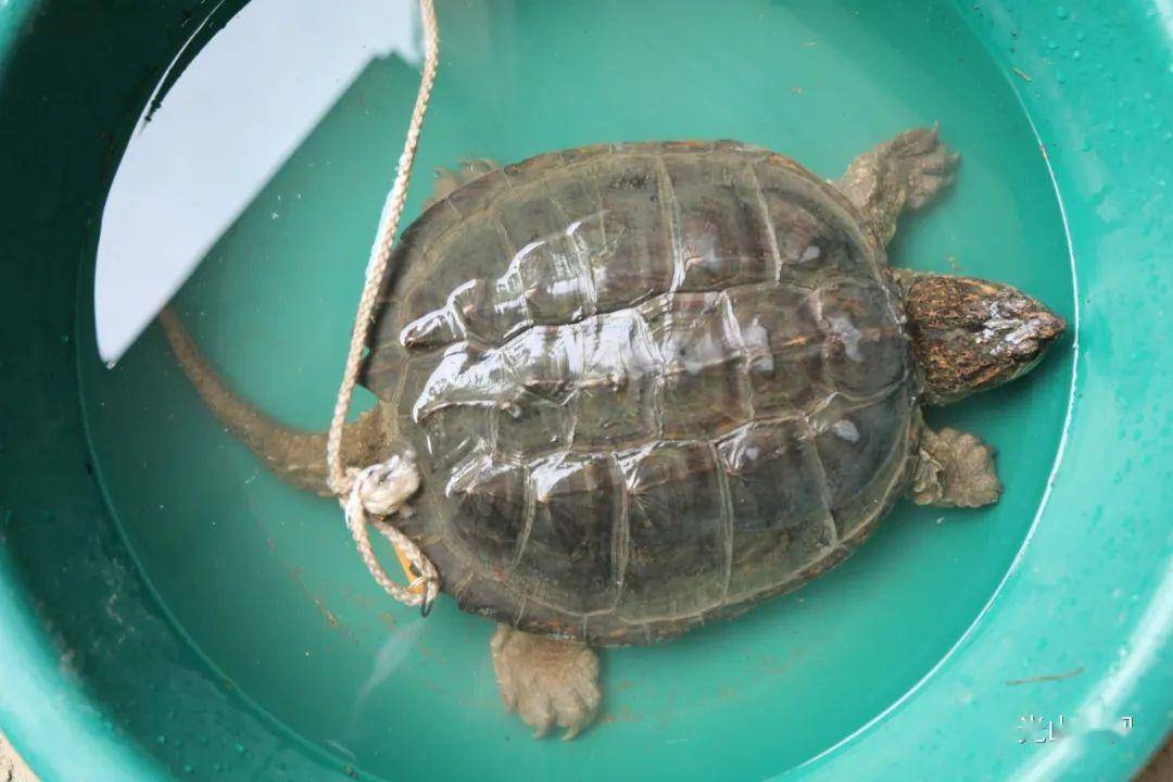 技术人员当即鉴定这只"龟"为鳄龟.