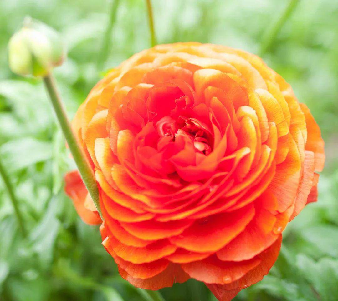 橙色花毛茛花语图片