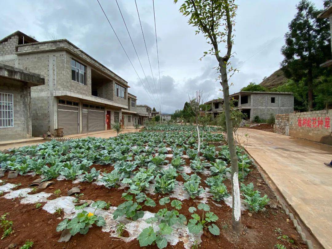 乾乾淨淨迎小康龍樹鎮開展人居環境綜合整治提升示範點實地觀摩活動