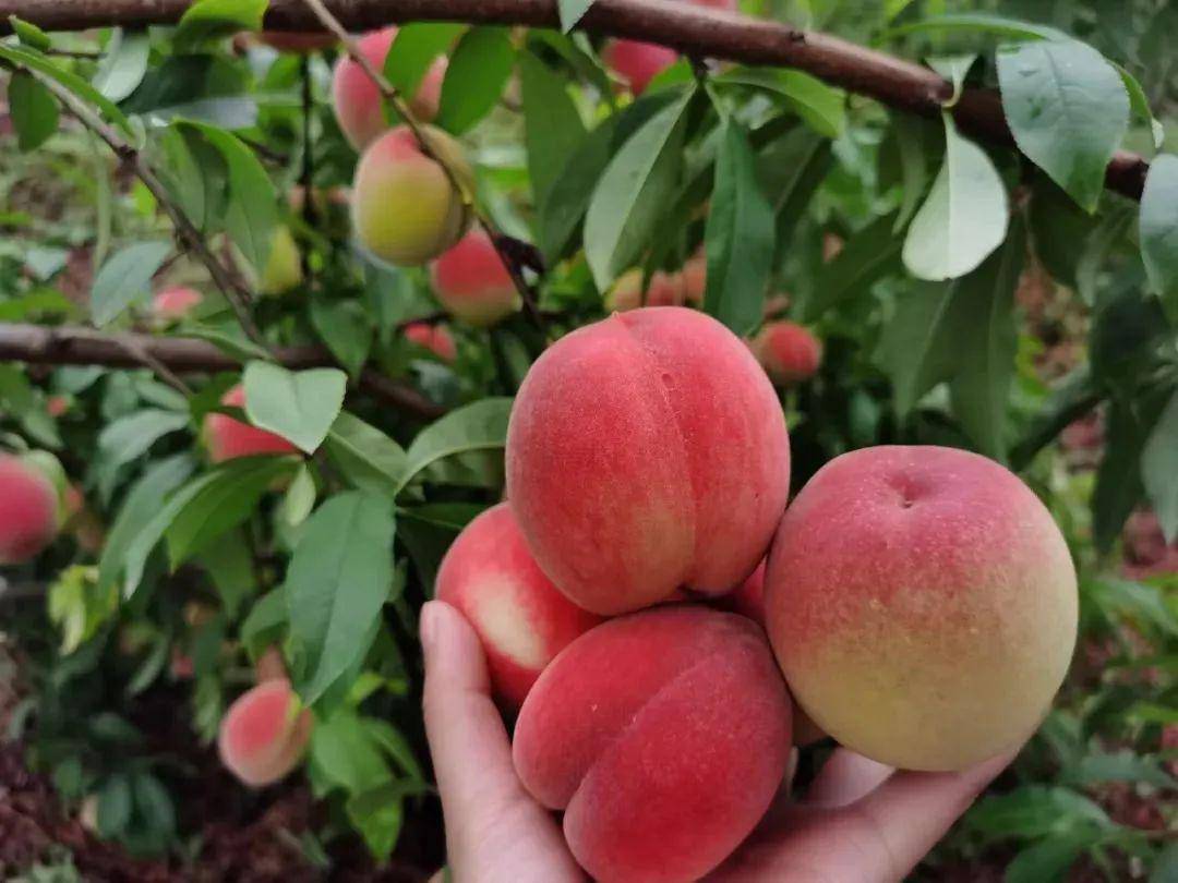 都昌的桃子熟啦,六一带上小朋友体验亲子采摘!