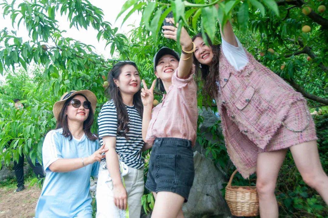 六一约起来汁多味甜甜脆可口令人桃醉南芙山庄桃子采摘正当时