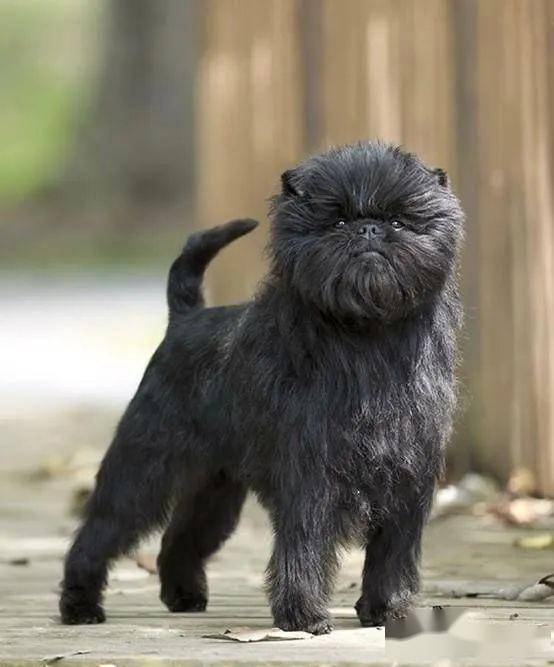 点指名犬古灵精怪的小精灵猴面梗