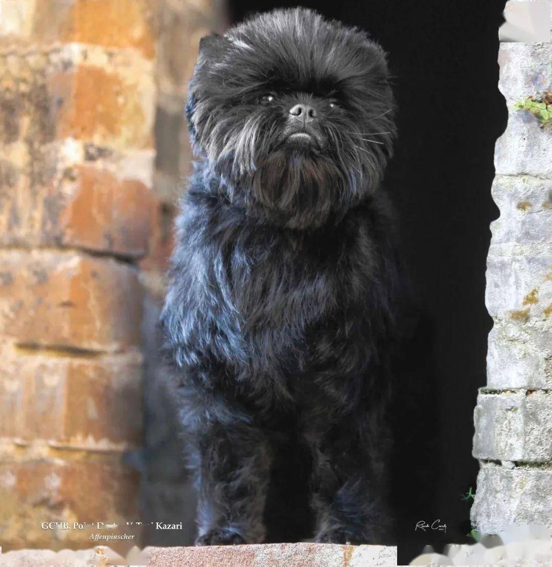 点指名犬古灵精怪的小精灵猴面梗