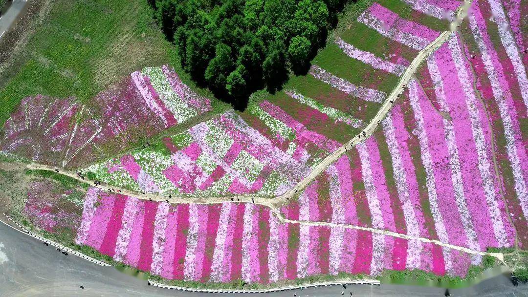 浑江区彩虹花海~!如约而至