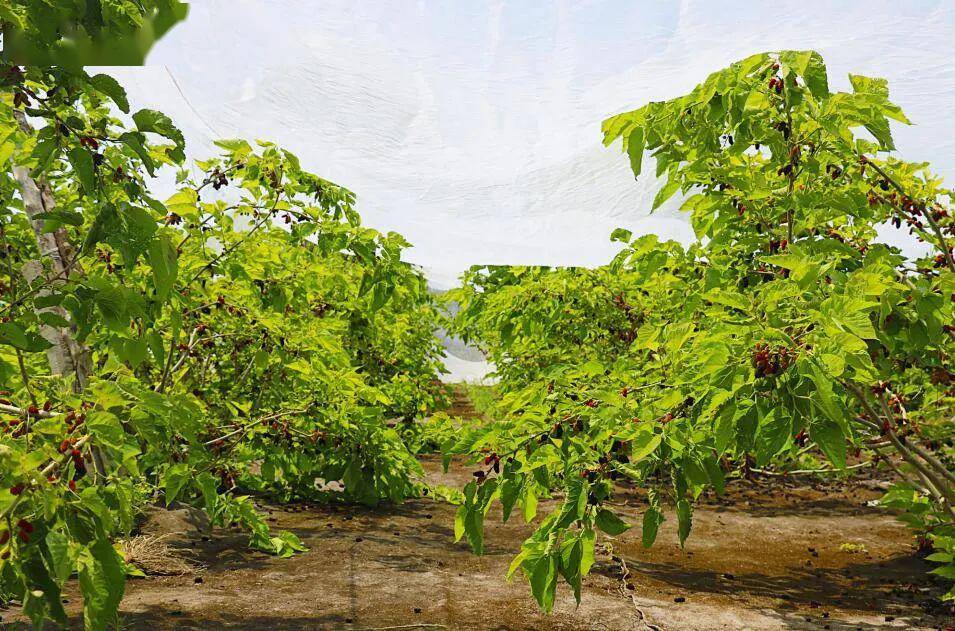 桑葚满枝头|在莱阳过一个紫色的夏天~(附免费采摘攻略)