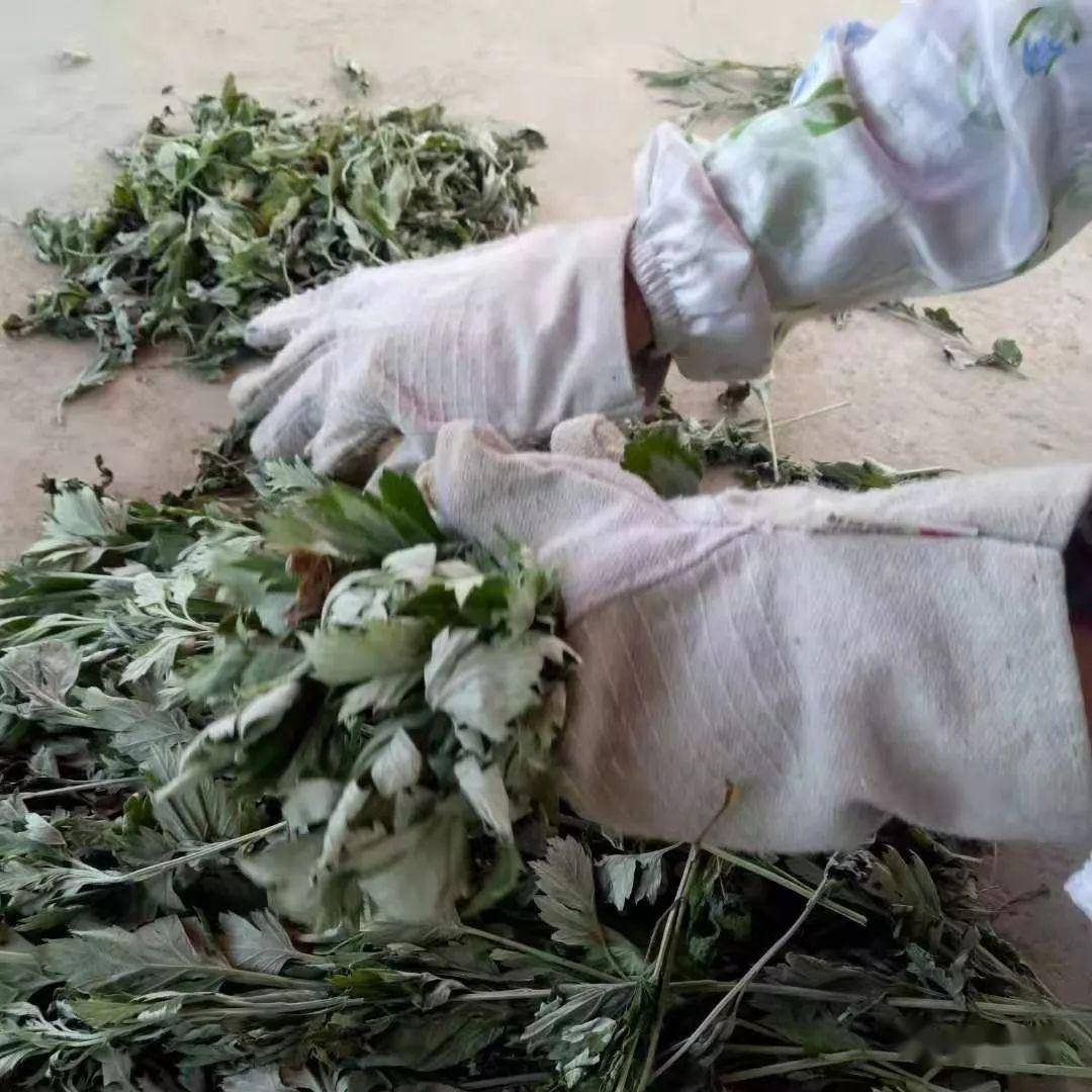 手工将艾叶撂下来再风干.