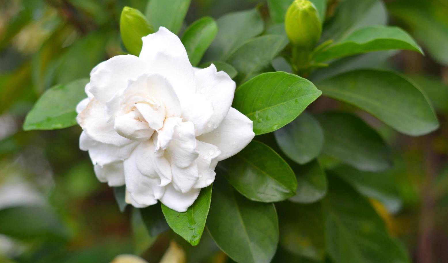 湖南宁乡打造国家级栀子产业特色小镇 – 执惠