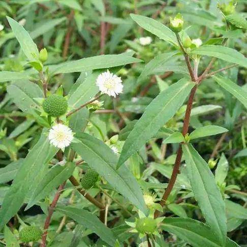 药师带你认草药-墨旱莲_功效