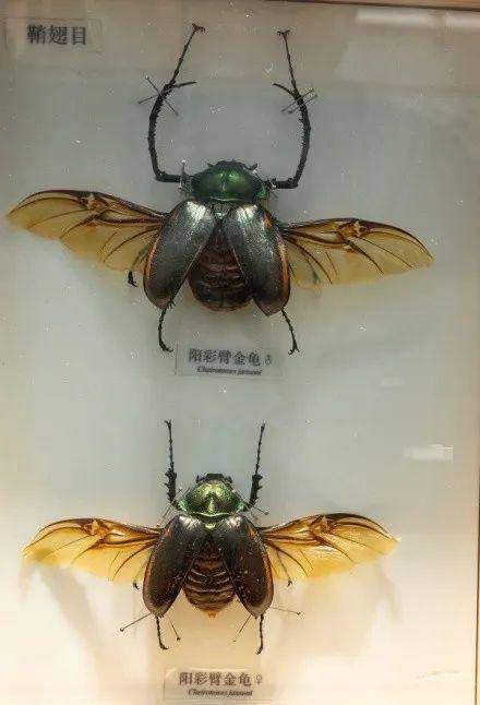 1982年,我国宣布阳彩臂金龟灭绝,此后阳彩臂金龟的标本价格不断飙升
