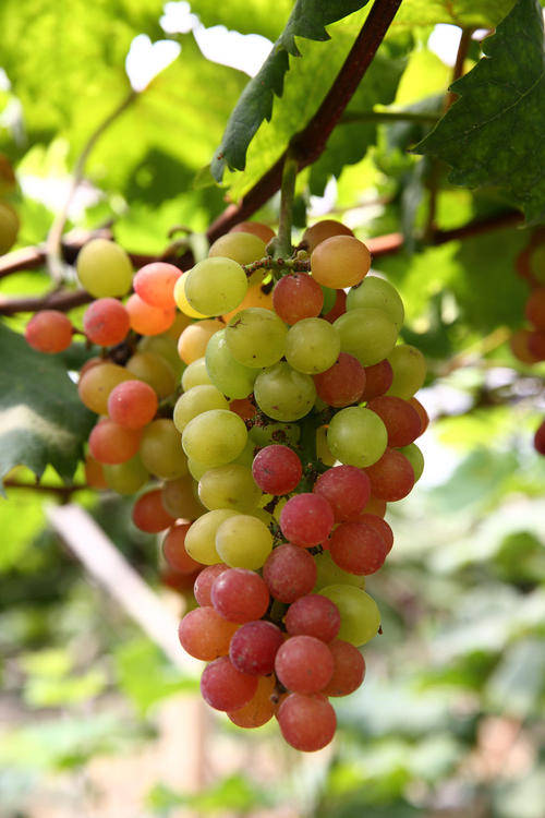 从化银林村的葡萄熟了,周末带神兽去摘葡萄吧!