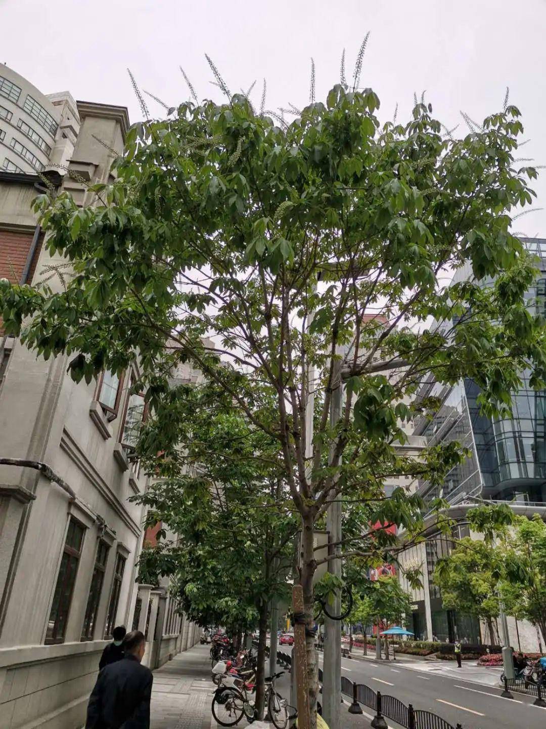 徐汇行道树知多少?