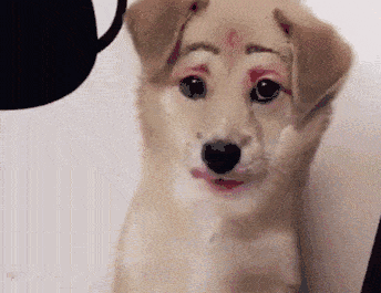 看这个给狗子化妆的主人,化完妆还要强迫狗狗微笑!