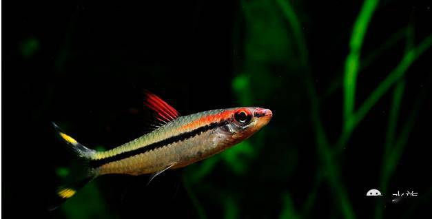 一看鱼鳍:野生一眉道人小鱼阶段背鳍就是红色的,人工小一眉道人是黑点