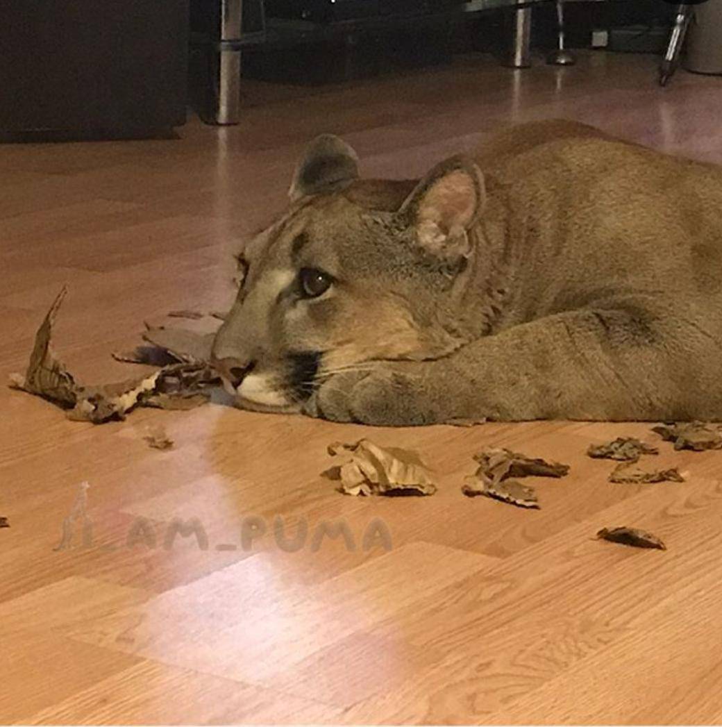 可事實上,你們是頭上長貓,但人家… 是頭上長獅子!