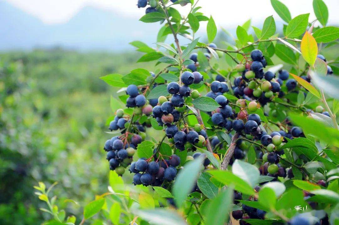秀山兴隆坳弘祥蓝莓采摘园开园啦!摘蓝莓约起来