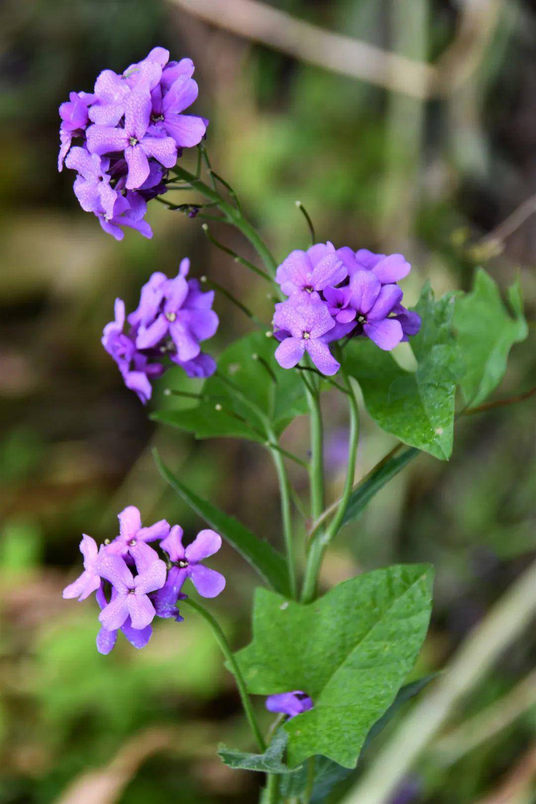 紫杆油菜花图片