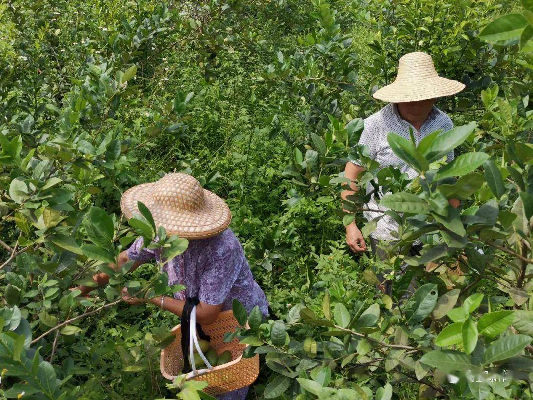 柑橘种植北界图片