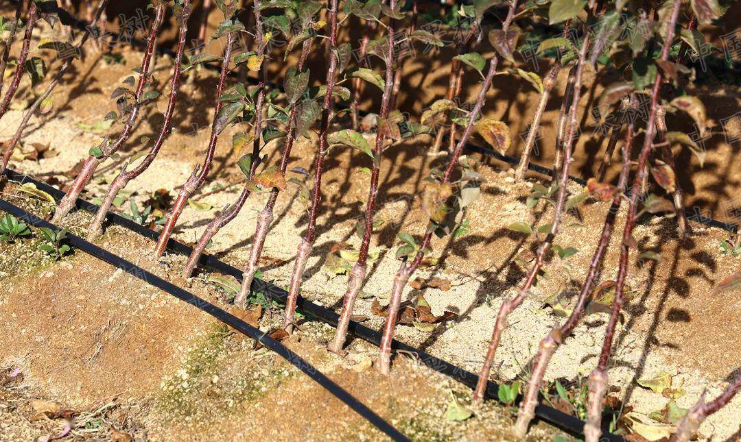 【果技】关于苹果矮化砧与矮化栽培几个问题的探讨