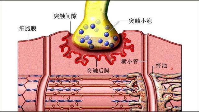 骨骼肌收缩的过程包括三个阶段「每个阶段涉及一-些步骤」